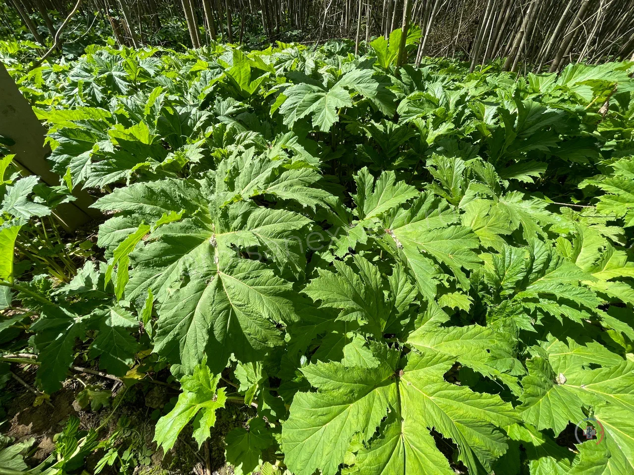 Галерея